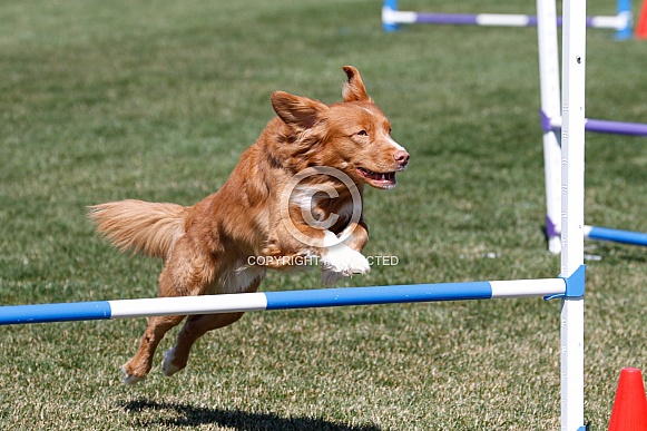 Nova Scotia Duck Toller dog doing agility