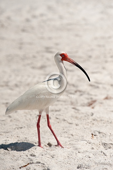 White Ibis