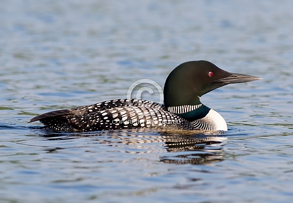 Common Loon Common Loon