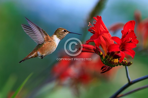 Rufous Hummingbird