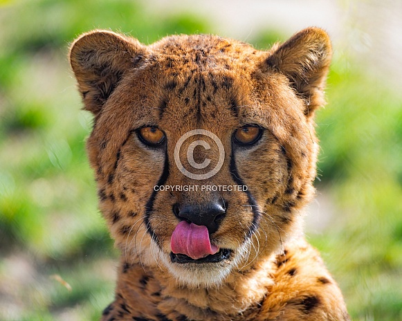 Cheetah licking nose