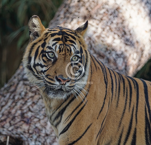 Bengal Tiger