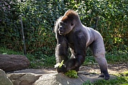 Gorilla