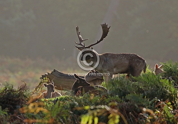 Fallow Deer