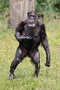 Chimpanzee (Pan troglodytes)