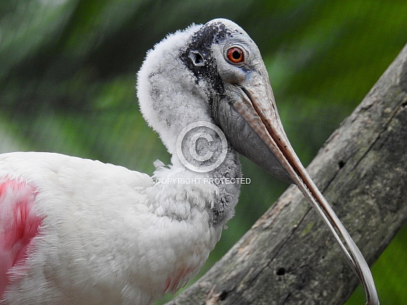 Roseate Spoonbill Roseate Spoonbill