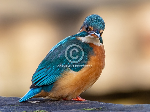 Female Kingfisher