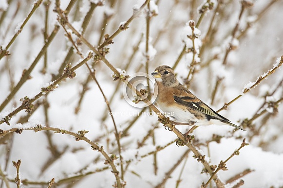 Brambling
