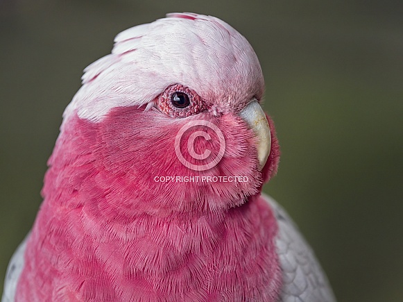 Galah Galah