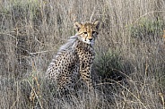 Cheetah Cub - 4 Months Old