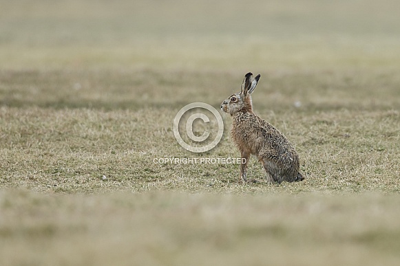 Hare Hare