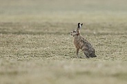 Hare