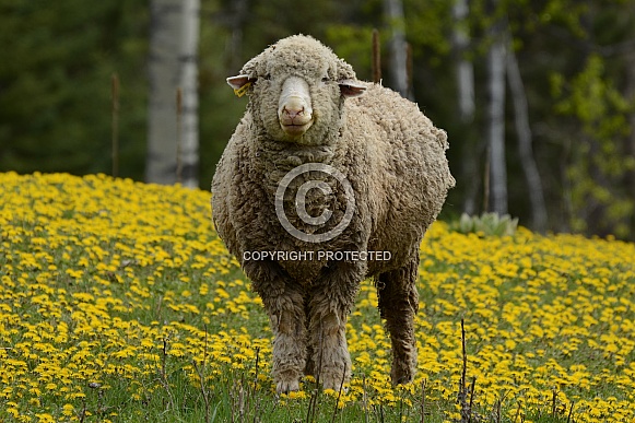 Sheep