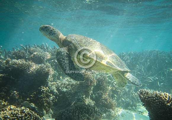 Green Turtle Green Turtle
