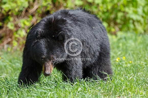 Black Bear Black Bear