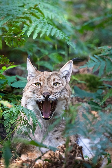 yawning lynx