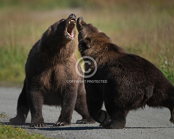 Two bears making a lot of noise during a fight Two bears making a lot of noise during a fight