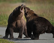 Two bears making a lot of noise during a fight