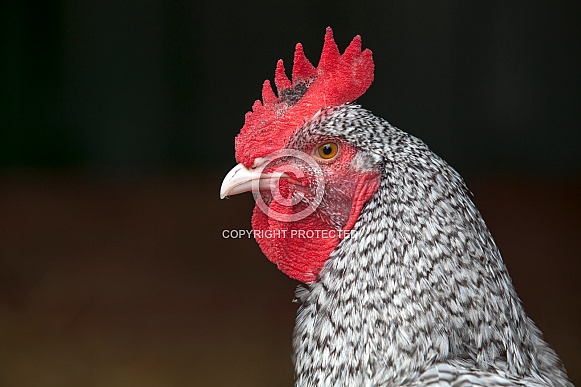 North Holland Blue Chicken North Holland Blue Chicken