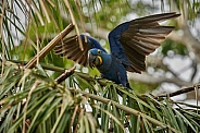 Hyacinth macaw in the nature habitat