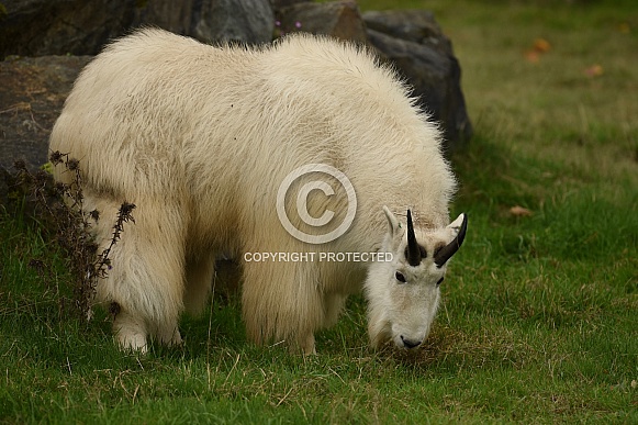 Mountain Goat