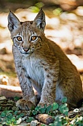 Young lynx posing