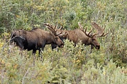 The moose or elk (Alces alces)