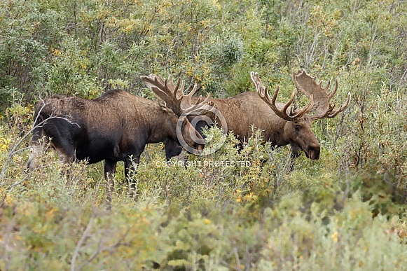 The moose or elk (Alces alces)