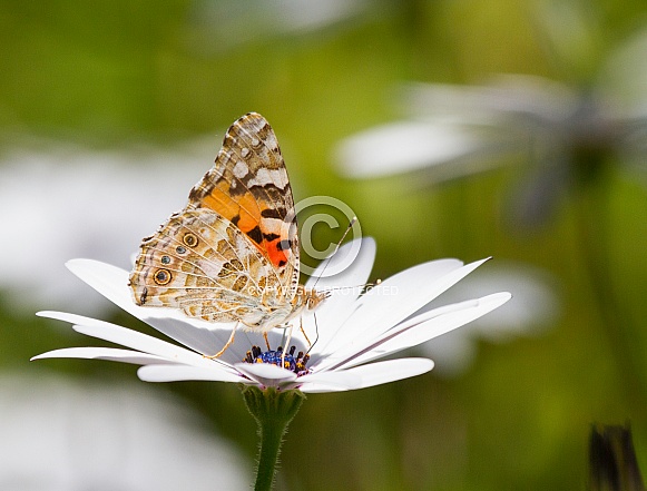 Painted Lady Butterfly