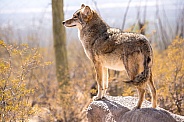 A Coyote