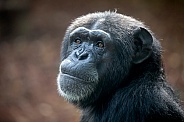 Chimpanzee (Pan troglodytes)