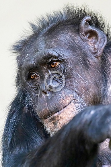 Chimpanzee ( Pan troglodytes)
