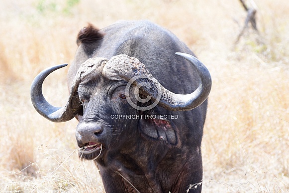 Buffalo