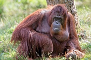 Borneose orang-oetan (Pongo pygmaeus)