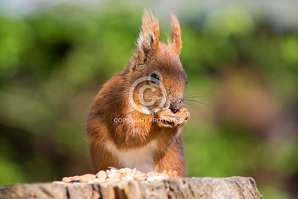 Isle of Wight Red Squirrel Isle of Wight Red Squirrel