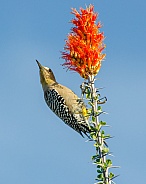 Gila Woodpecker feeding from Ocotillo Flowers