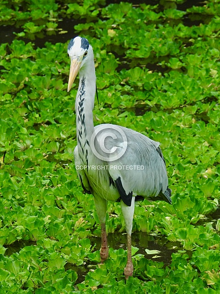 Grey Heron Grey Heron