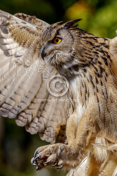Eurasian Eagle Owl Eurasian Eagle Owl