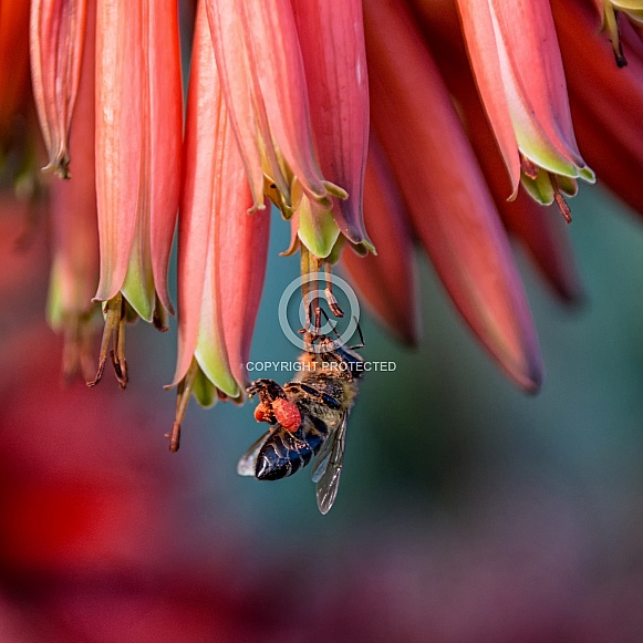 Cape Honey Bee