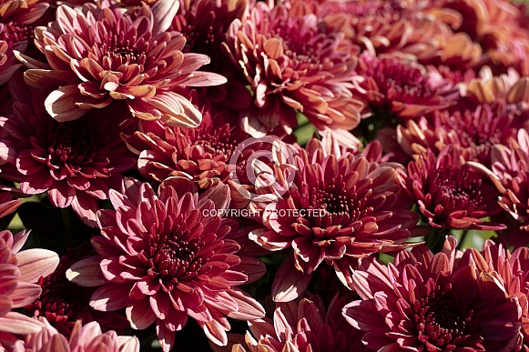 Chrysanthemums.