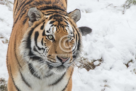 Siberian Tiger (Panthera Tigris Altaica)