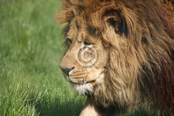 African Lion African Lion