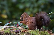 Red Squirrel