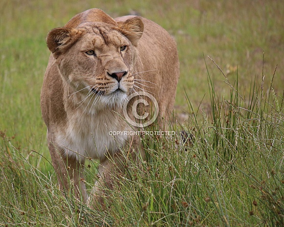 African lioness