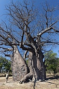 Baobab tree - Okavango Delta - Botswana
