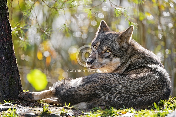 Wolf resting Wolf resting