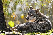 Wolf resting