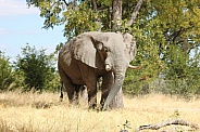 Bull elephant