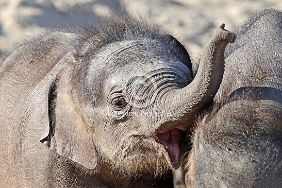Indian elephant (Elephas maximus)