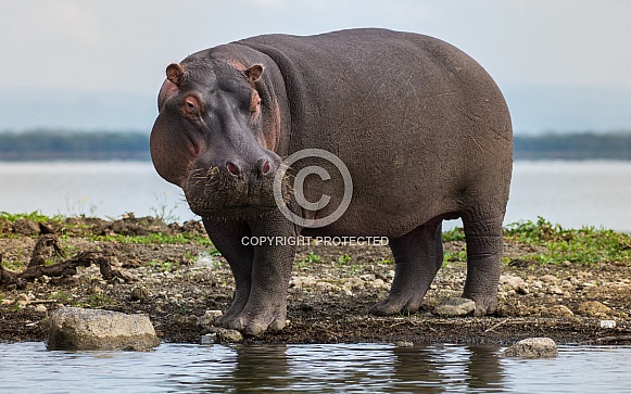 Hippopotamus